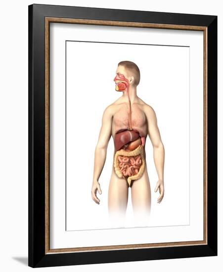 Anatomy of Male Digestive System and Internal Organs-null-Framed Art Print