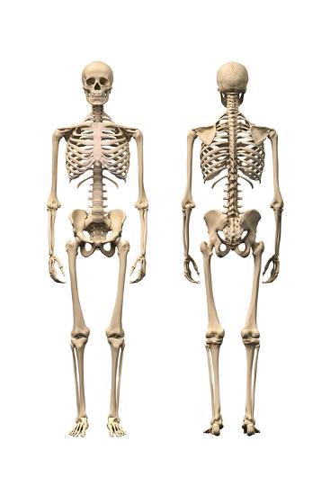 Anatomy of Male Human Skeleton, Front View and Back View ...