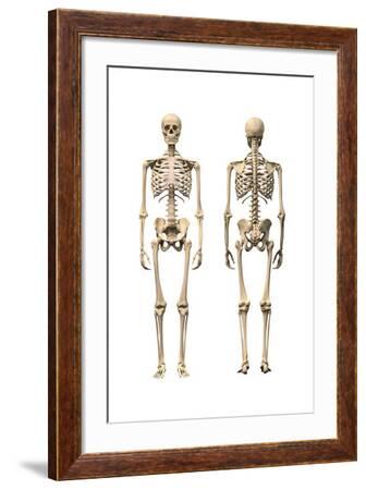 Human Skeleton: Frontal View' Art Prints