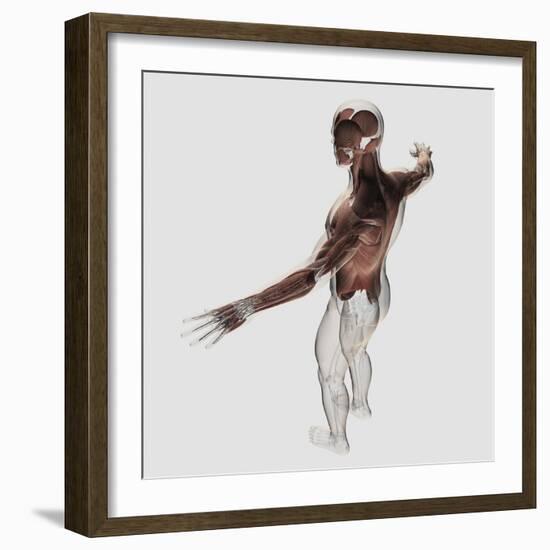 Anatomy of Male Muscles in Upper Body, Posterior View-null-Framed Art Print