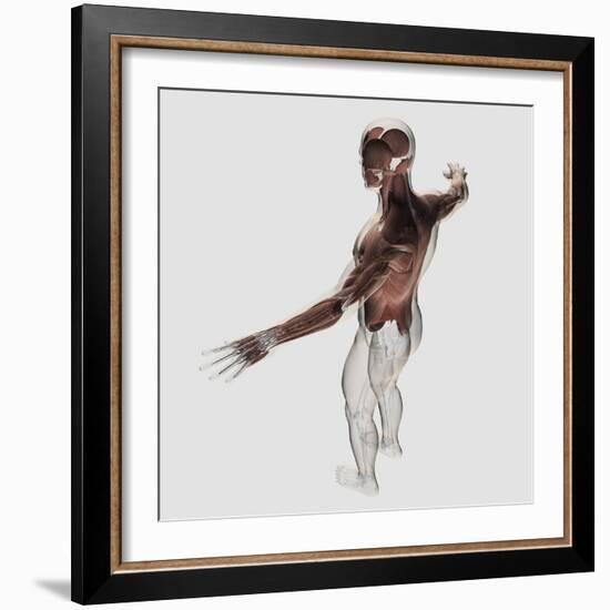 Anatomy of Male Muscles in Upper Body, Posterior View-null-Framed Art Print