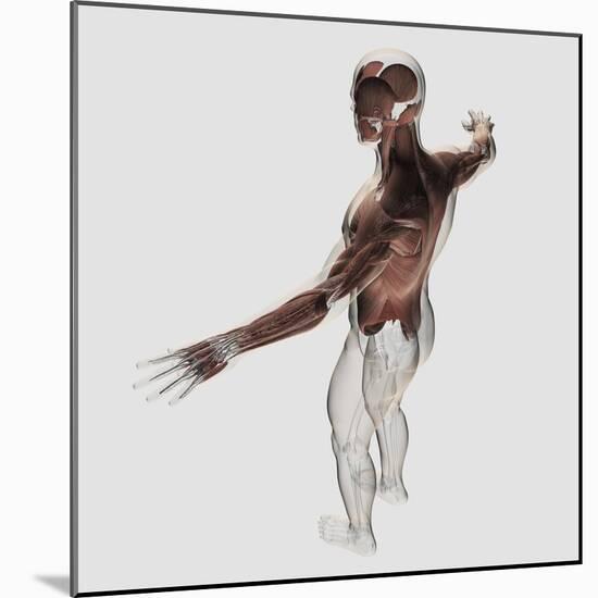 Anatomy of Male Muscles in Upper Body, Posterior View-null-Mounted Art Print