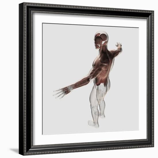 Anatomy of Male Muscles in Upper Body, Posterior View-null-Framed Art Print