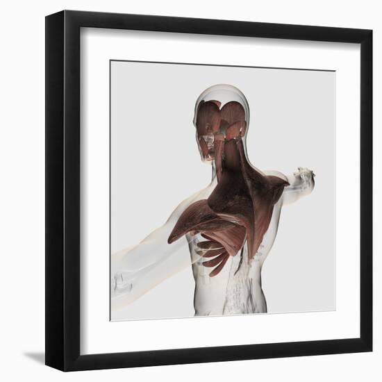 Anatomy of Male Muscles in Upper Body, Posterior View-null-Framed Art Print