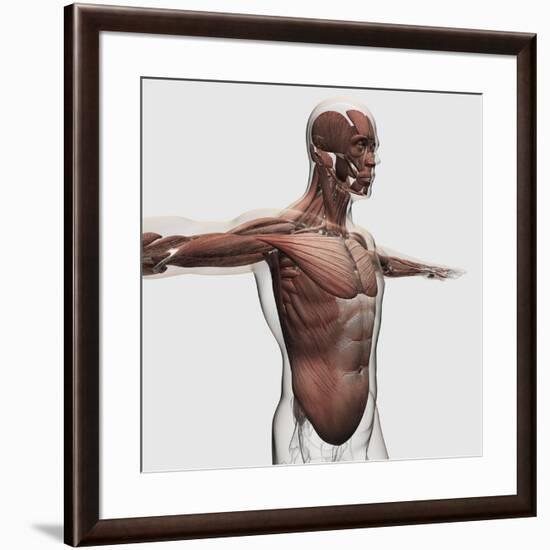 Anatomy of Male Muscles in Upper Body, Side View-null-Framed Art Print