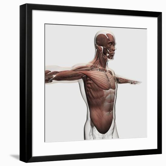 Anatomy of Male Muscles in Upper Body, Side View-null-Framed Art Print