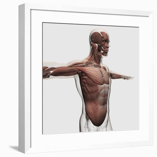 Anatomy of Male Muscles in Upper Body, Side View-null-Framed Art Print