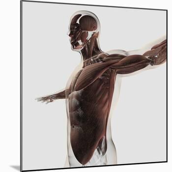 'Anatomy of Male Muscles in Upper Body, Side View' Art Print | Art.com