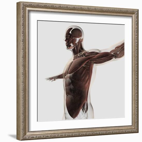 Anatomy of Male Muscles in Upper Body, Side View-null-Framed Art Print