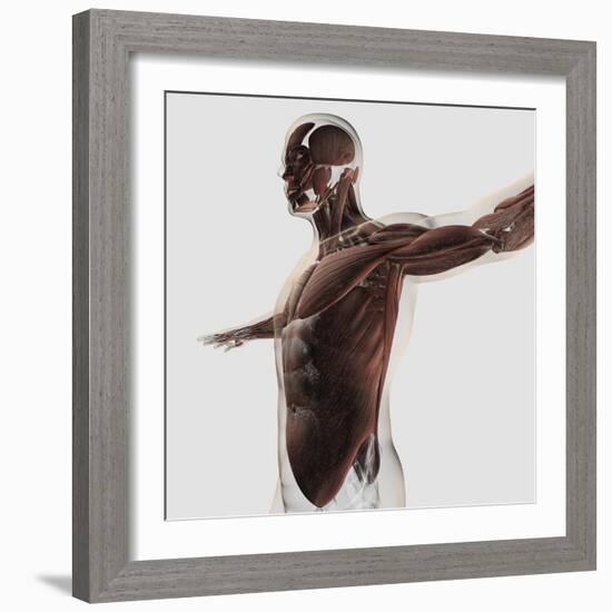 Anatomy of Male Muscles in Upper Body, Side View-null-Framed Art Print