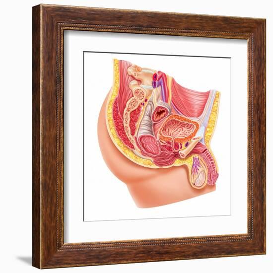 Anatomy of Male Reproductive Syste-null-Framed Art Print