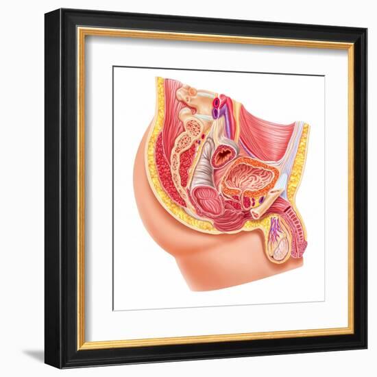 Anatomy of Male Reproductive Syste-null-Framed Art Print