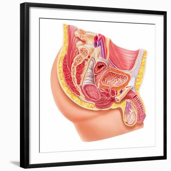 Art Print, , large