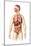 Anatomy of Male Respiratory and Digestive Systems-null-Mounted Art Print