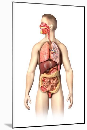 Anatomy of Male Respiratory and Digestive Systems-null-Mounted Art Print