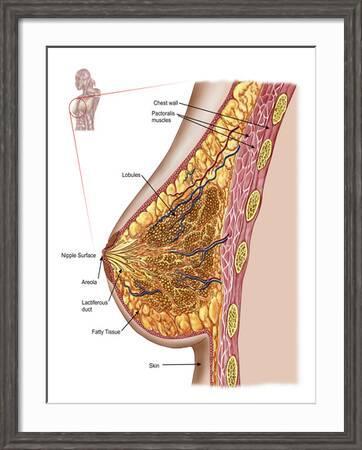 Anatomy of the Female Breast' Photographic Print - Stocktrek