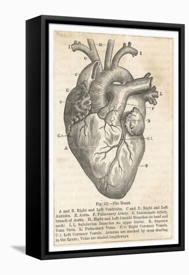Anatomy of the Heart-null-Framed Premier Image Canvas