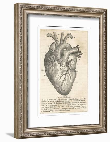 Anatomy of the Heart-null-Framed Photographic Print