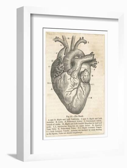 Anatomy of the Heart-null-Framed Photographic Print