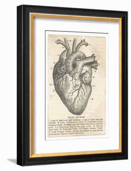 Anatomy of the Heart-null-Framed Photographic Print