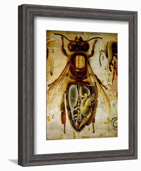 Anatomy of the Honey Bee, No.13, Pfurtscheller's Zoological Wall Chart-Paul Pfurtscheller-Framed Giclee Print