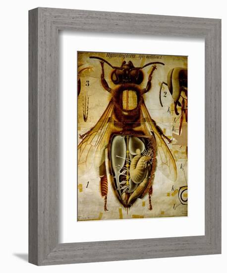 Anatomy of the Honey Bee, No.13, Pfurtscheller's Zoological Wall Chart-Paul Pfurtscheller-Framed Giclee Print