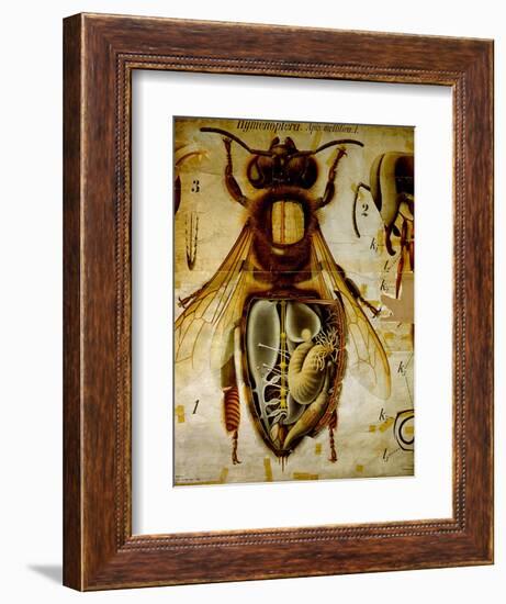 Anatomy of the Honey Bee, No.13, Pfurtscheller's Zoological Wall Chart-Paul Pfurtscheller-Framed Giclee Print