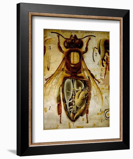 Anatomy of the Honey Bee, No.13, Pfurtscheller's Zoological Wall Chart-Paul Pfurtscheller-Framed Giclee Print