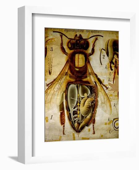 Anatomy of the Honey Bee, No.13, Pfurtscheller's Zoological Wall Chart-Paul Pfurtscheller-Framed Giclee Print