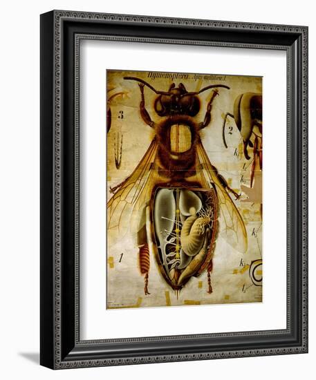 Anatomy of the Honey Bee, No.13, Pfurtscheller's Zoological Wall Chart-Paul Pfurtscheller-Framed Giclee Print