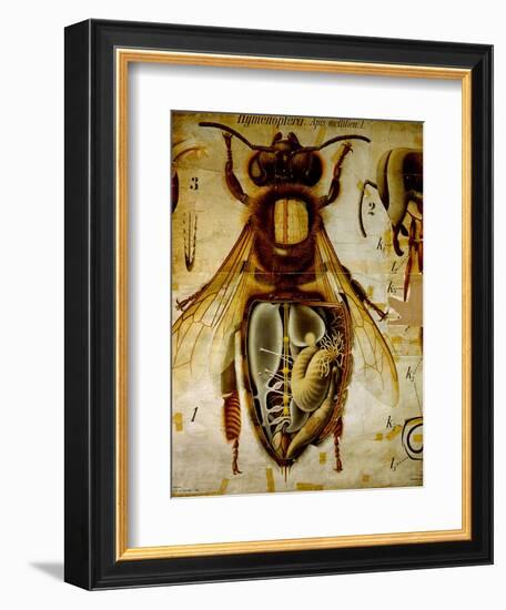 Anatomy of the Honey Bee, No.13, Pfurtscheller's Zoological Wall Chart-Paul Pfurtscheller-Framed Giclee Print