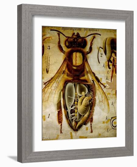 Anatomy of the Honey Bee, No.13, Pfurtscheller's Zoological Wall Chart-Paul Pfurtscheller-Framed Giclee Print