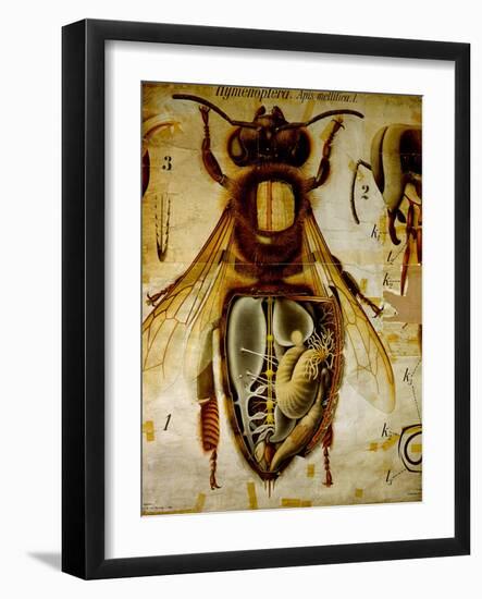 Anatomy of the Honey Bee, No.13, Pfurtscheller's Zoological Wall Chart-Paul Pfurtscheller-Framed Giclee Print