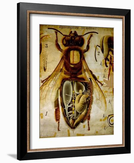 Anatomy of the Honey Bee, No.13, Pfurtscheller's Zoological Wall Chart-Paul Pfurtscheller-Framed Giclee Print