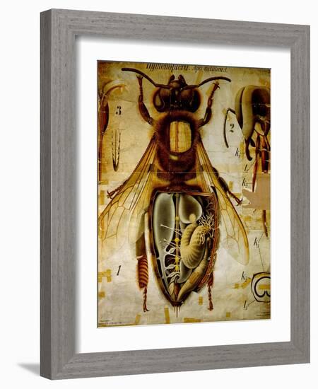 Anatomy of the Honey Bee, No.13, Pfurtscheller's Zoological Wall Chart-Paul Pfurtscheller-Framed Giclee Print