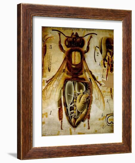 Anatomy of the Honey Bee, No.13, Pfurtscheller's Zoological Wall Chart-Paul Pfurtscheller-Framed Giclee Print