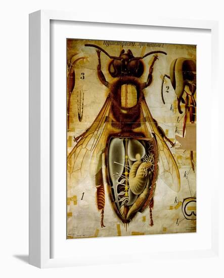 Anatomy of the Honey Bee, No.13, Pfurtscheller's Zoological Wall Chart-Paul Pfurtscheller-Framed Giclee Print