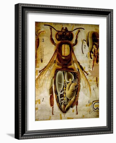 Anatomy of the Honey Bee, No.13, Pfurtscheller's Zoological Wall Chart-Paul Pfurtscheller-Framed Giclee Print