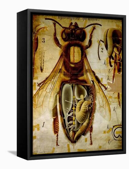 Anatomy of the Honey Bee, No.13, Pfurtscheller's Zoological Wall Chart-Paul Pfurtscheller-Framed Premier Image Canvas