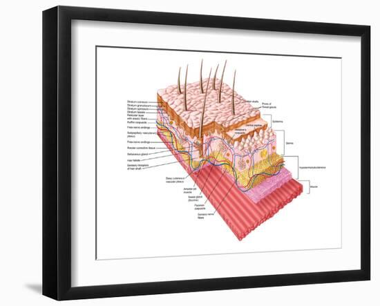 Anatomy of the Human Skin-Stocktrek Images-Framed Photographic Print