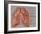 Anatomy of the Lungs-Gwen Shockey-Framed Giclee Print