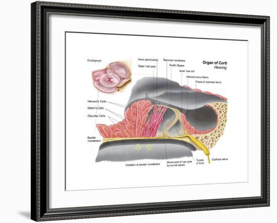 Anatomy of the Organ of Corti, Part of the Cochlea of the Inner Ear-null-Framed Art Print