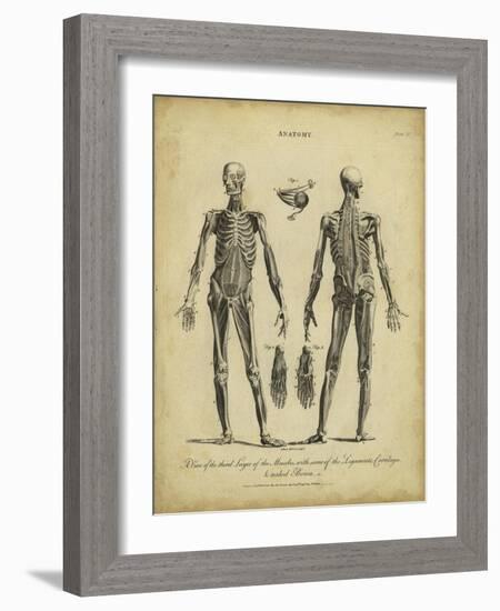 Anatomy Study II-Jack Wilkes-Framed Art Print