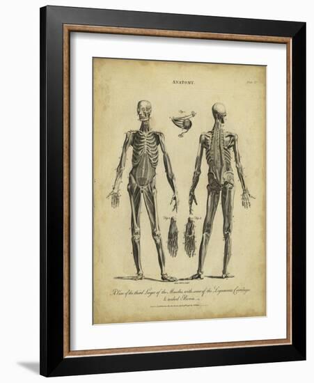 Anatomy Study II-Jack Wilkes-Framed Art Print