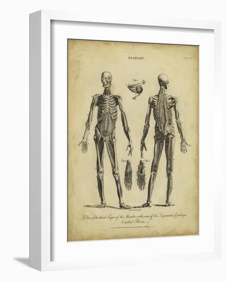 Anatomy Study II-Jack Wilkes-Framed Art Print