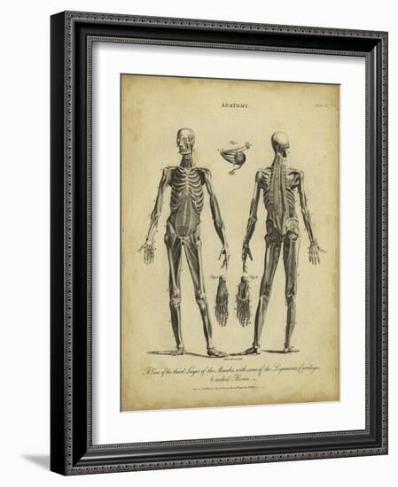 Anatomy Study II-Jack Wilkes-Framed Art Print