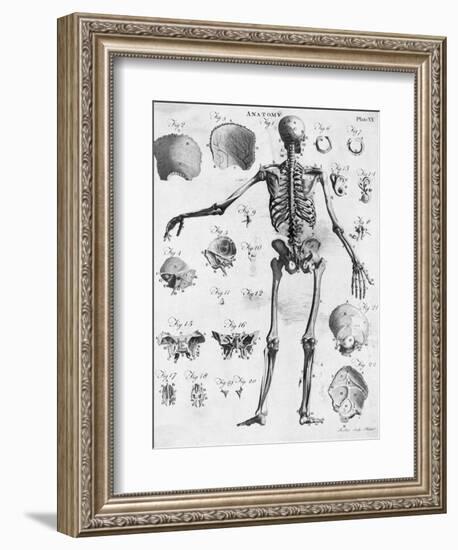 Anatomy:The Human Skeleton Frame-Bettmann-Framed Giclee Print
