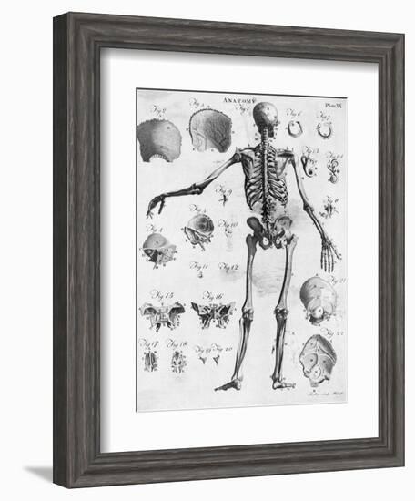 Anatomy:The Human Skeleton Frame-Bettmann-Framed Giclee Print