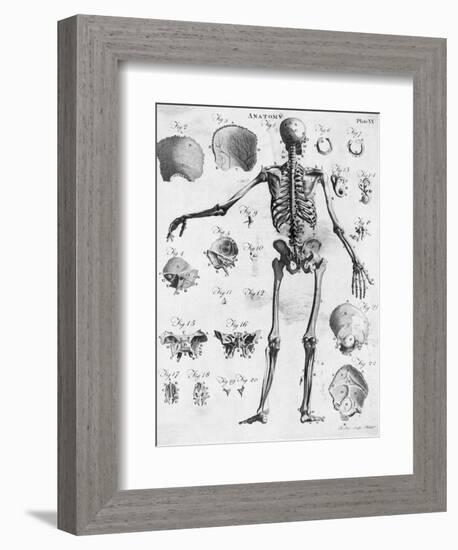 Anatomy:The Human Skeleton Frame-Bettmann-Framed Giclee Print