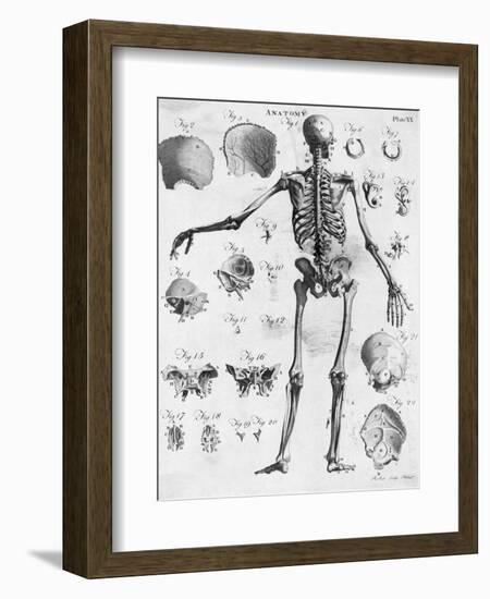 Anatomy:The Human Skeleton Frame-Bettmann-Framed Giclee Print